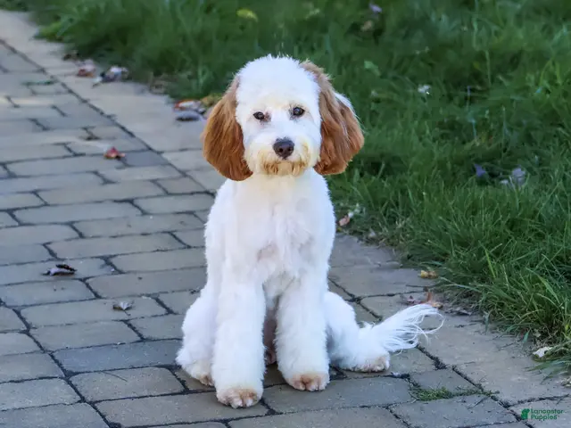 Cavapoo dogs for sale: Emerald - Ad 2