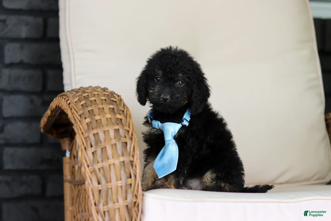 Cavapoo dogs for sale: Cooper - Ad 2