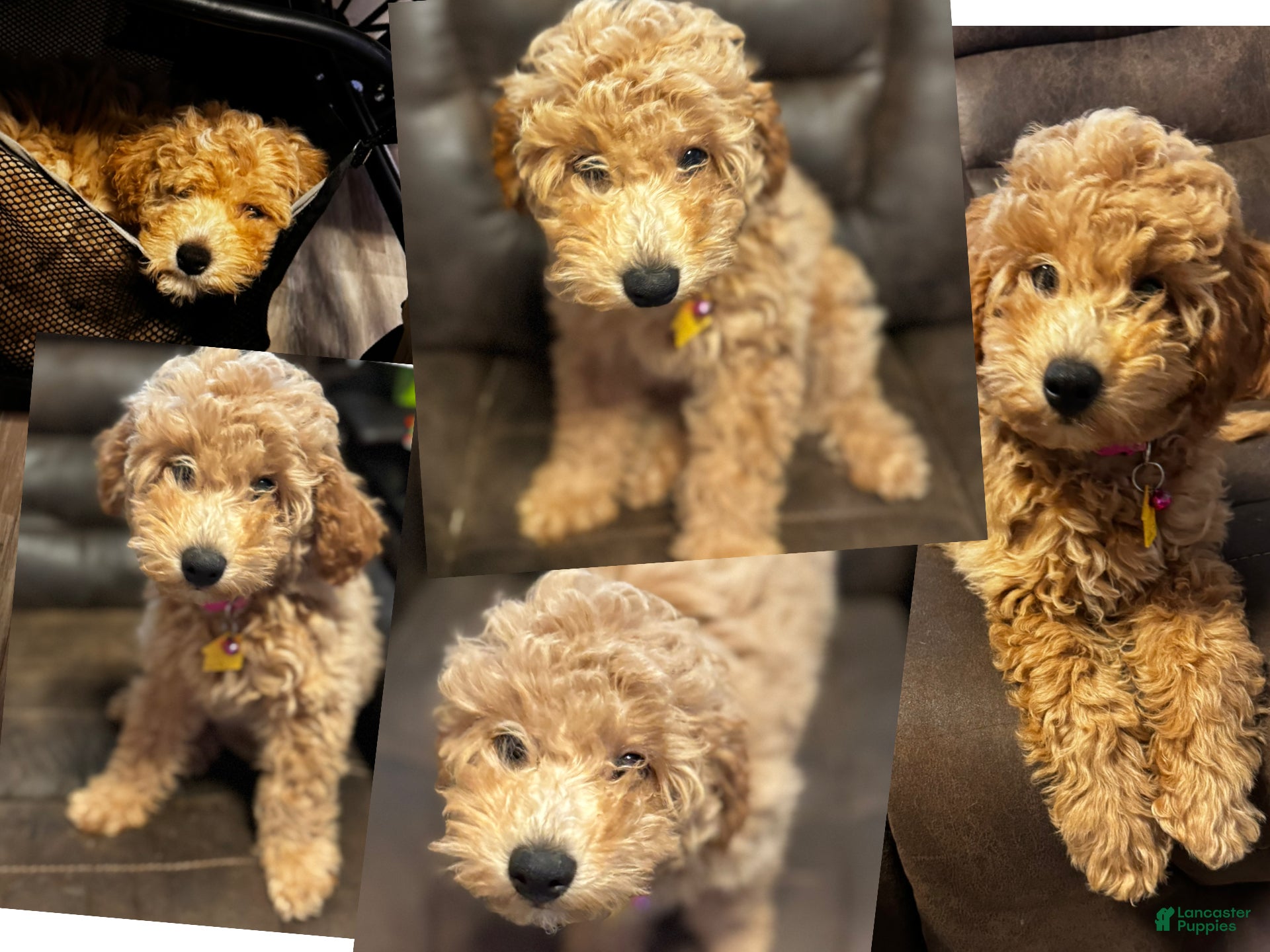 Mixed Breed dogs Indy - Ad 2
