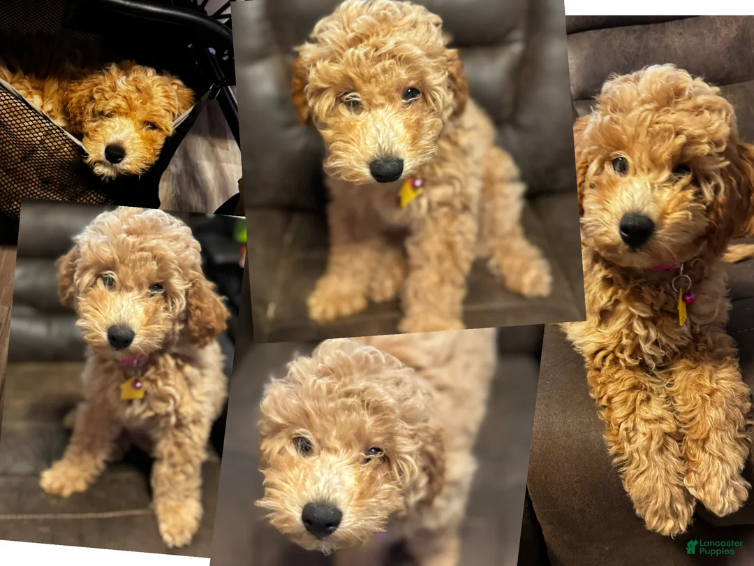 Mixed Breed dogs for sale: Indy - Ad 2