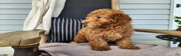 Mini Bernedoodle dogs for sale: Dallas - Ad 4