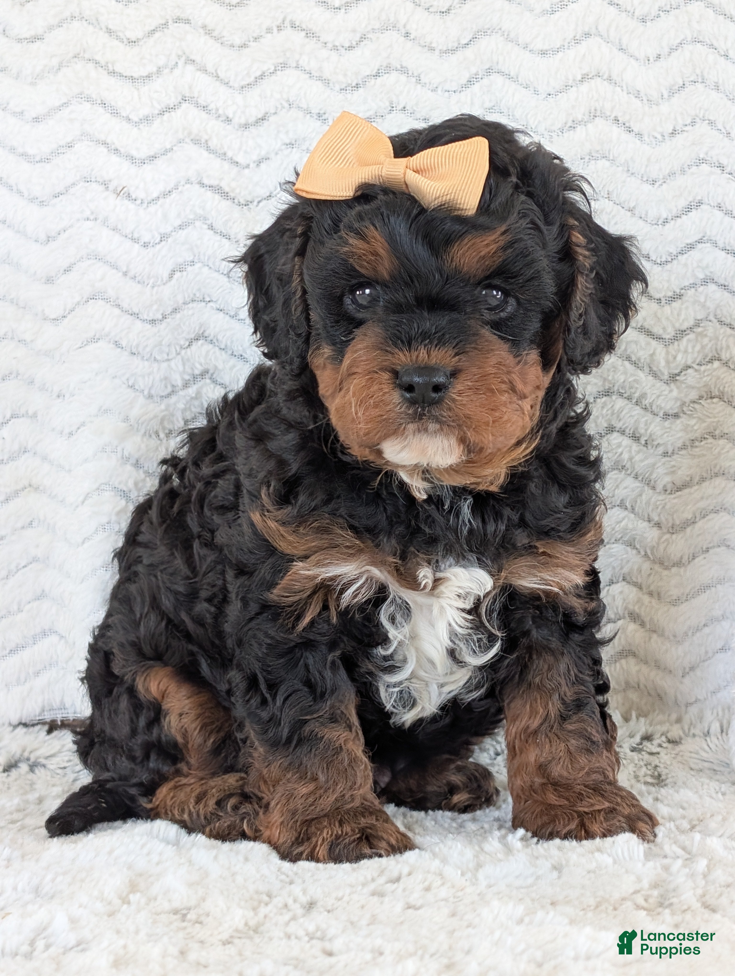 Cavapoo dogs Myles - Ad 1