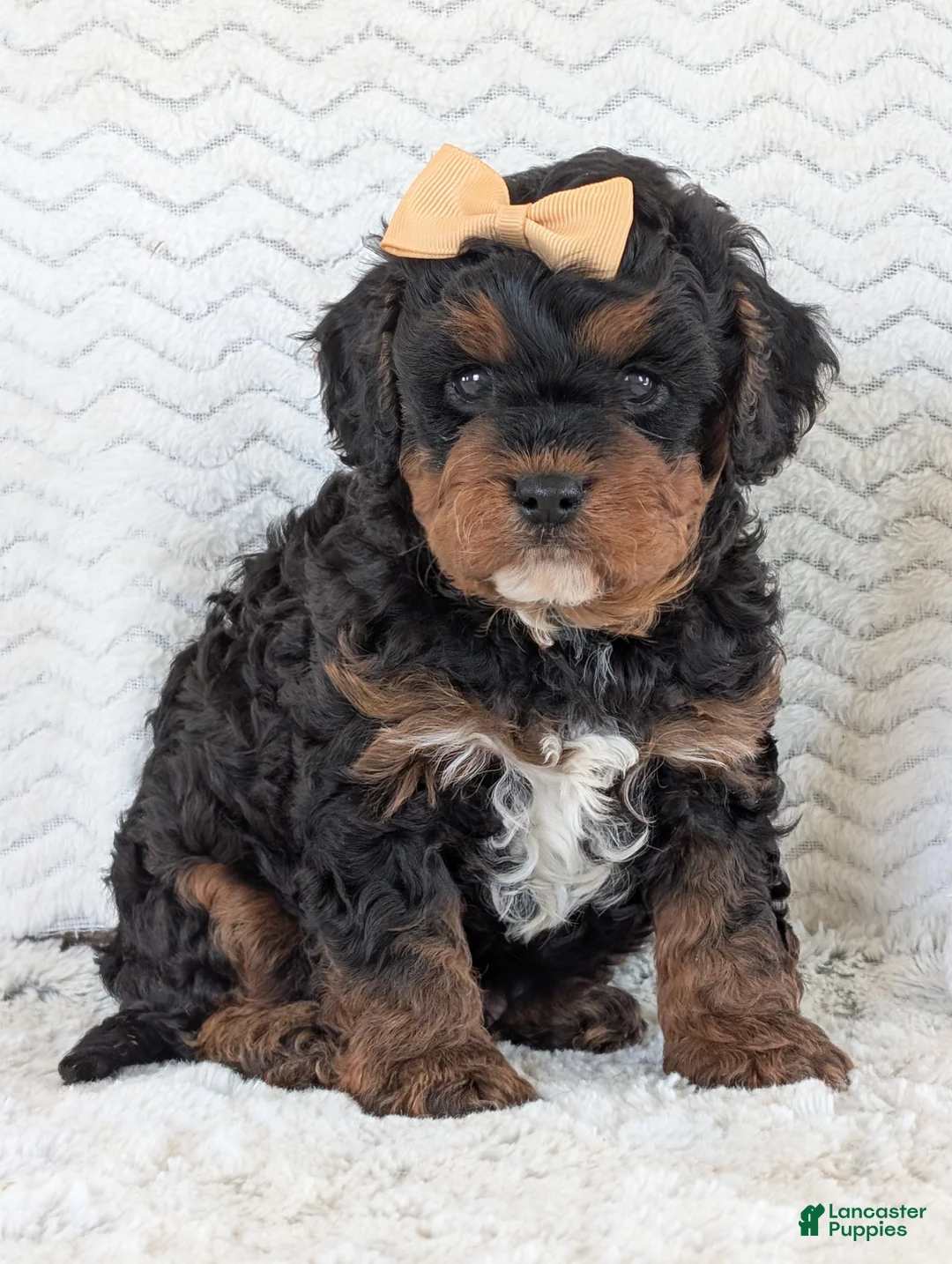 Cavapoo dogs for sale: Jake - Ad 17