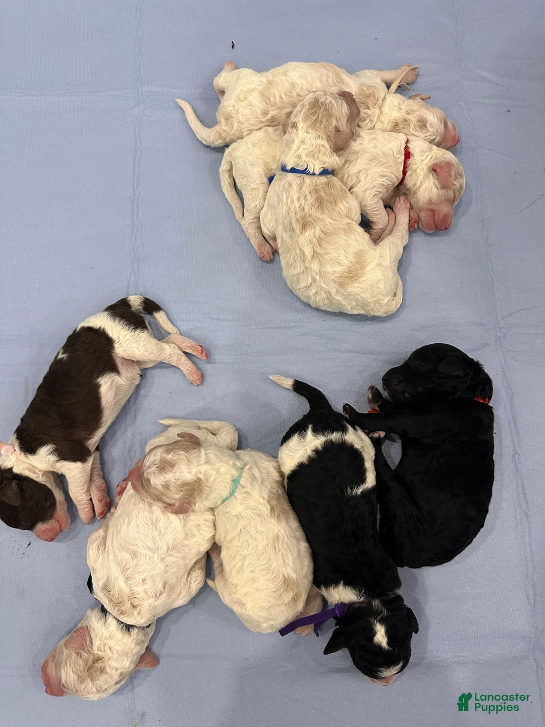 Goldendoodle dogs for sale: Bluey 💙 - Ad 1