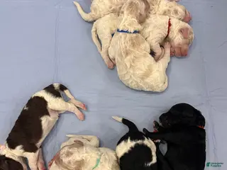 Goldendoodle dogs Bluey 💙 - Ad 13