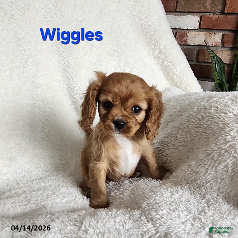 Cavapoo dogs Wiggles - Ad 29