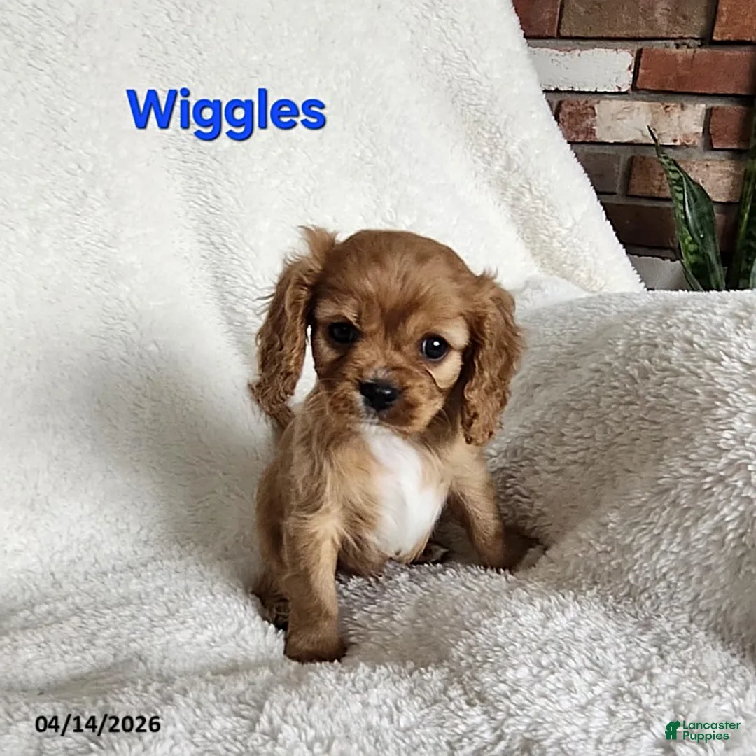 Cavapoo dogs for sale: Wiggles - Ad 1