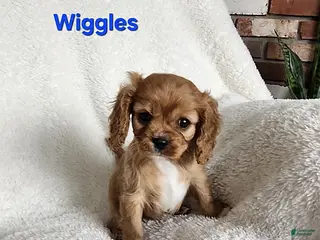 Cavapoo dogs Wiggles - Ad 29