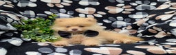 Pomeranian dogs for sale: Kent Genetic Testing - Ad 14
