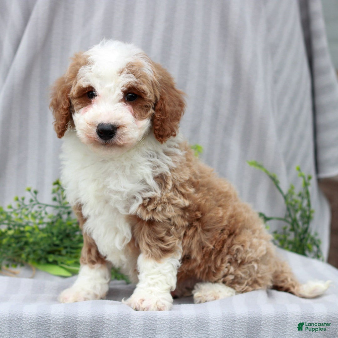 Miniature Poodle dogs for sale: Rudy  - Ad 2