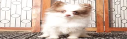 Pomeranian dogs for sale: Sam - Ad 3