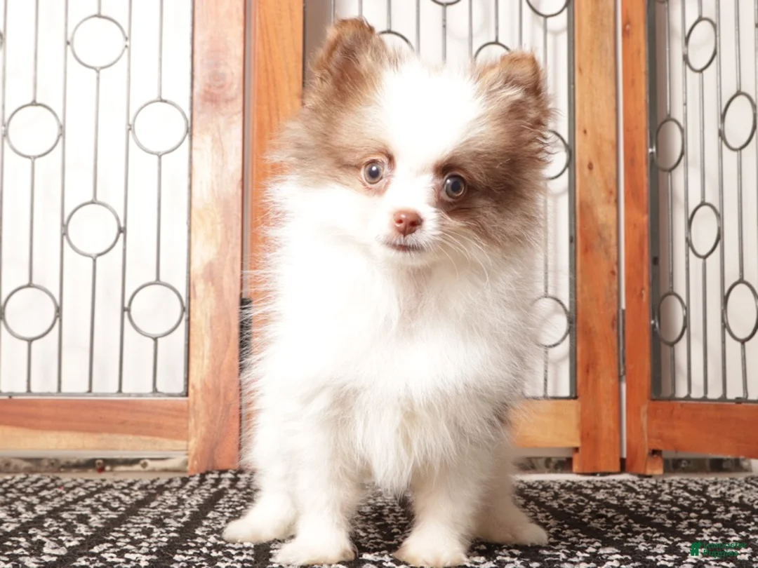 Pomeranian dogs for sale: Sam - Ad 3