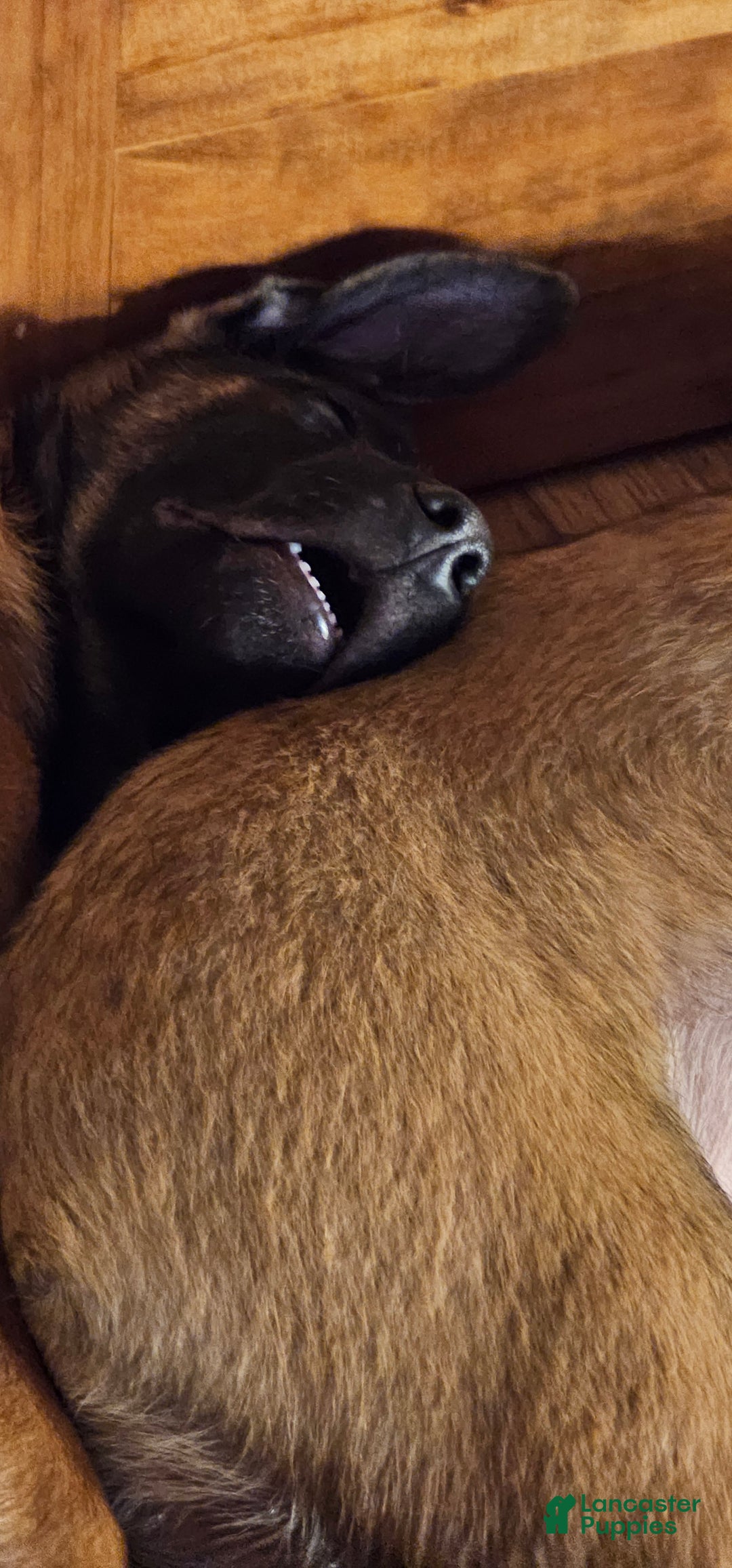 Belgian Malinois dogs for sale: "Jhett" Belgian Malinois - Ad 2