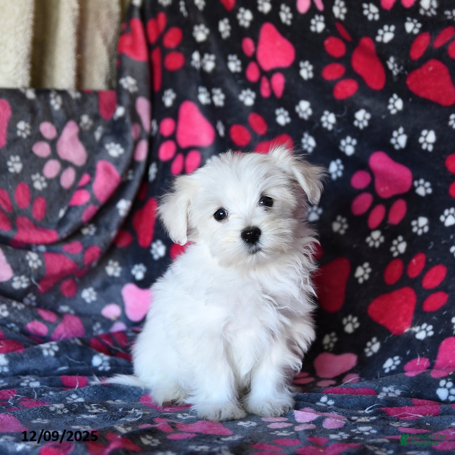 Maltese dogs Sid  - Ad 1