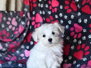 Maltese dogs Sid - Ad 19