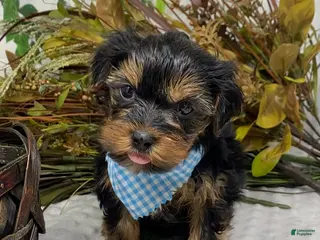 Shorkie dogs Milo - Ad 21