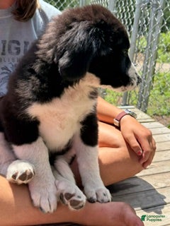 Mixed Breed dogs Freddie - Ad 1