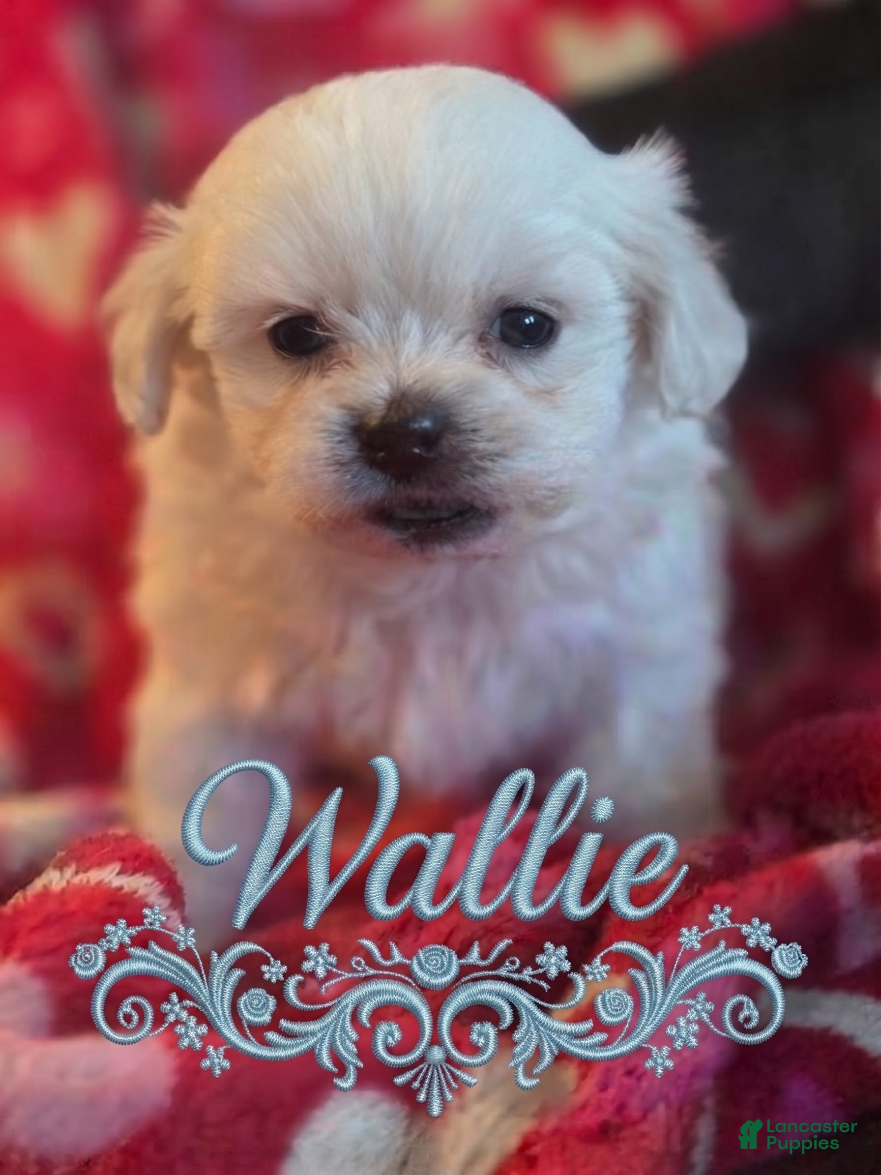 Malshi dogs for sale: Wallie - Ad 13