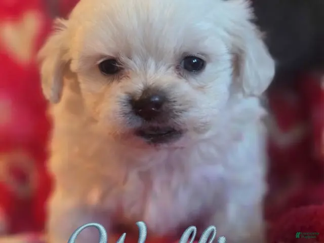Malshi dogs for sale: Wallie - Ad 13