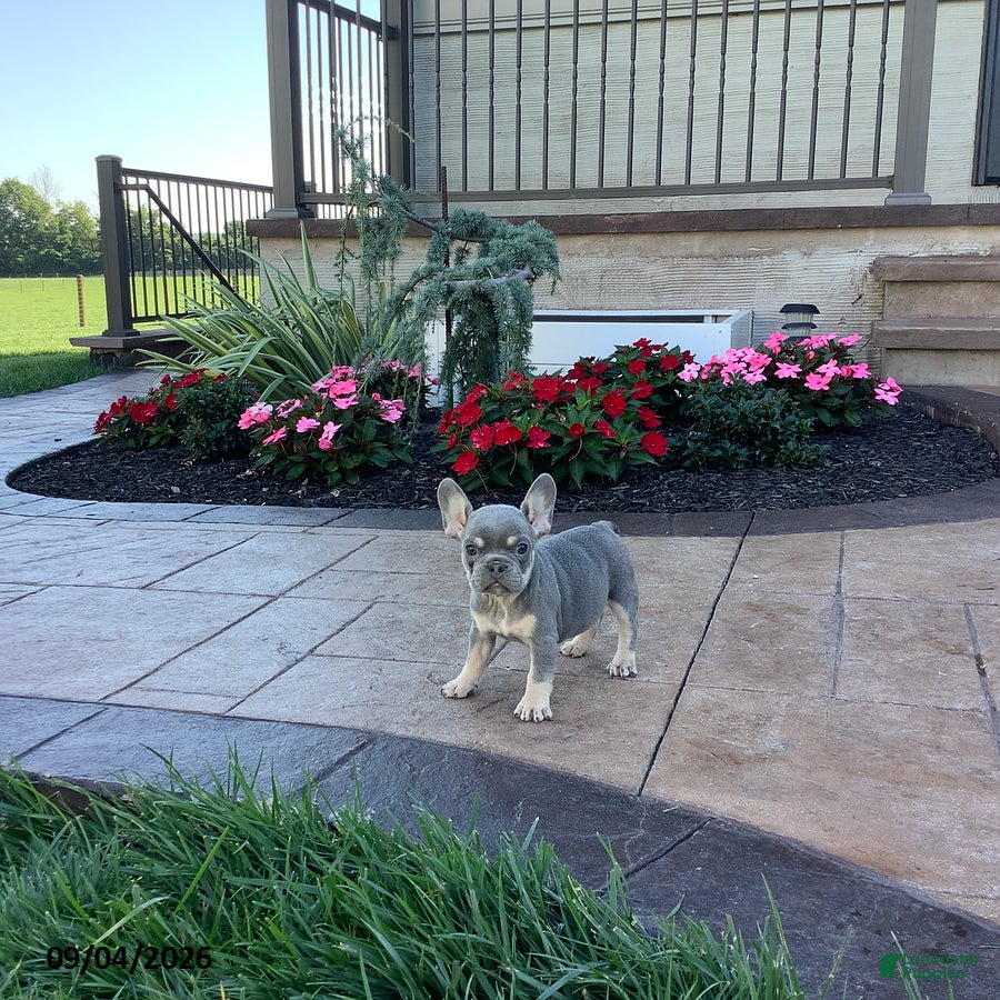 French Bulldog dogs for sale: Piper - Ad 4
