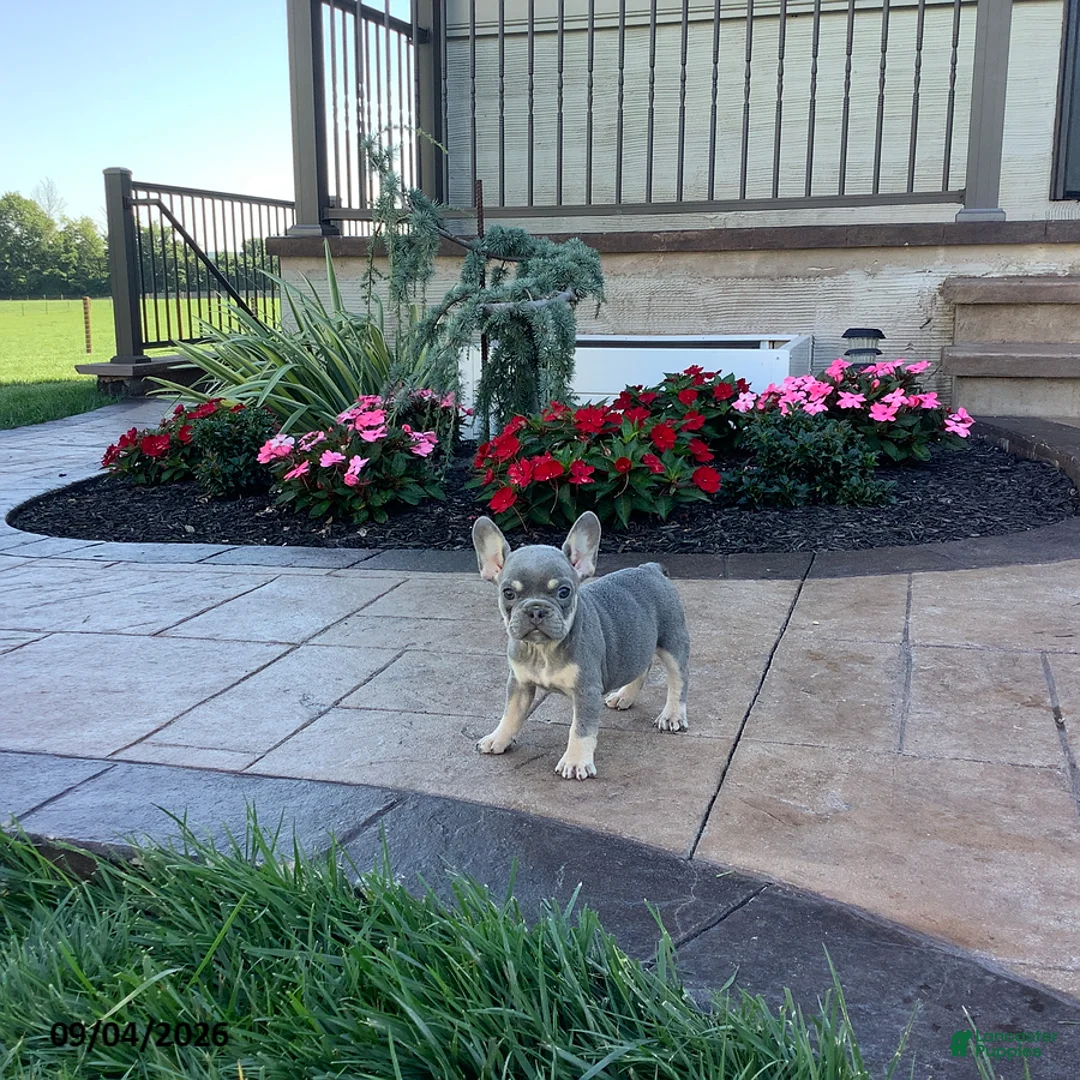 French Bulldog dogs for sale: Piper - Ad 1