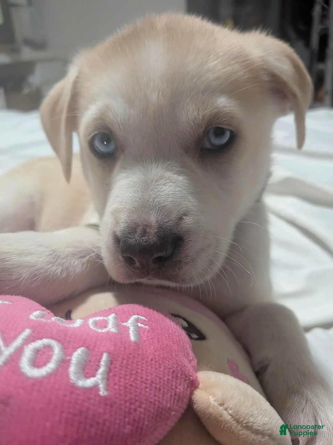 Mixed Breed dogs for sale: Mixed Breed 1 - Ad 2