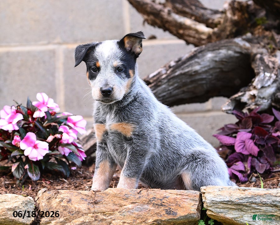 Australian Cattle Dog dogs Axel - Ad 2