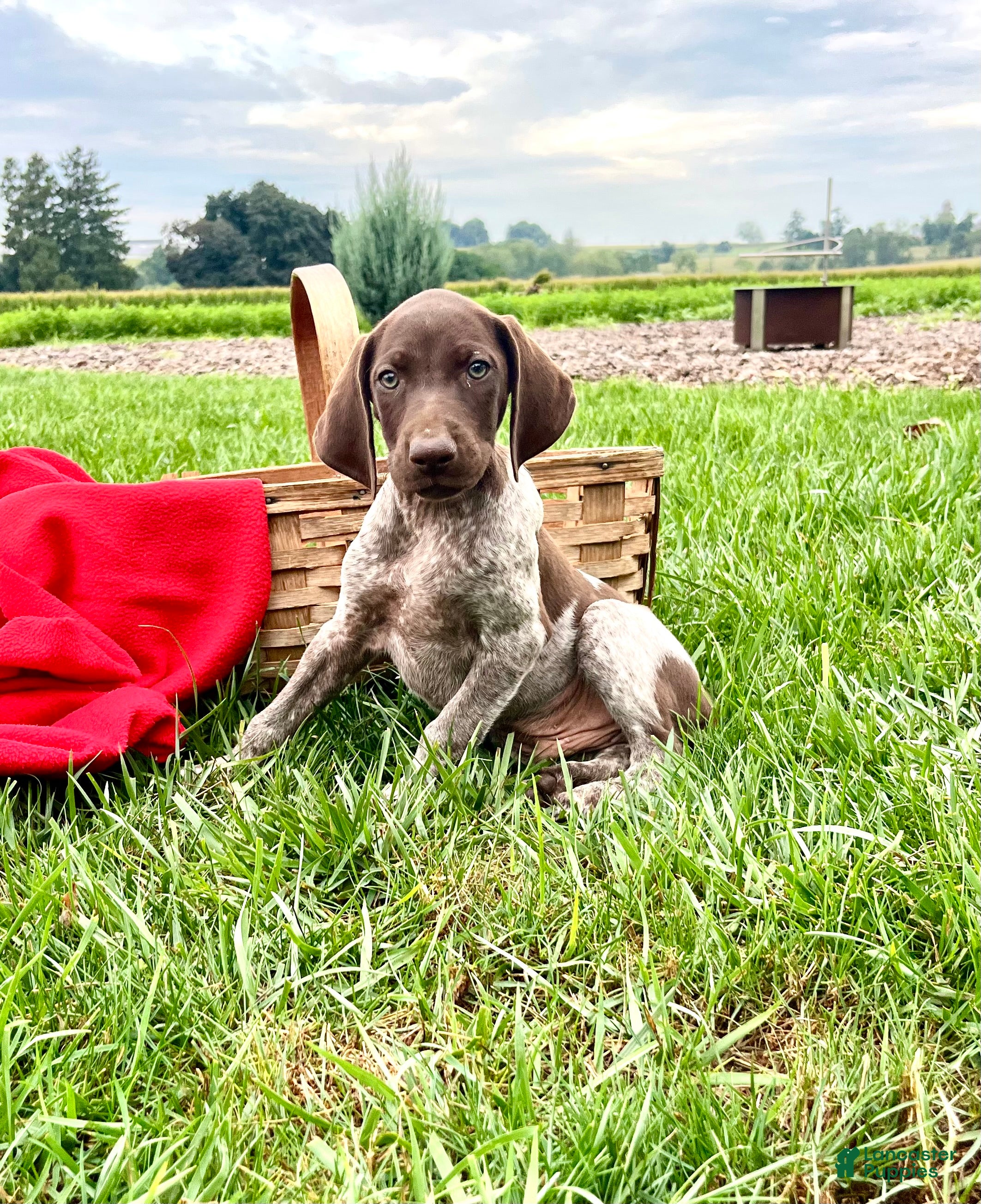 German Shorthaired Pointer dogs Remington❤️AKC registered🐾 text or call today - Ad 1