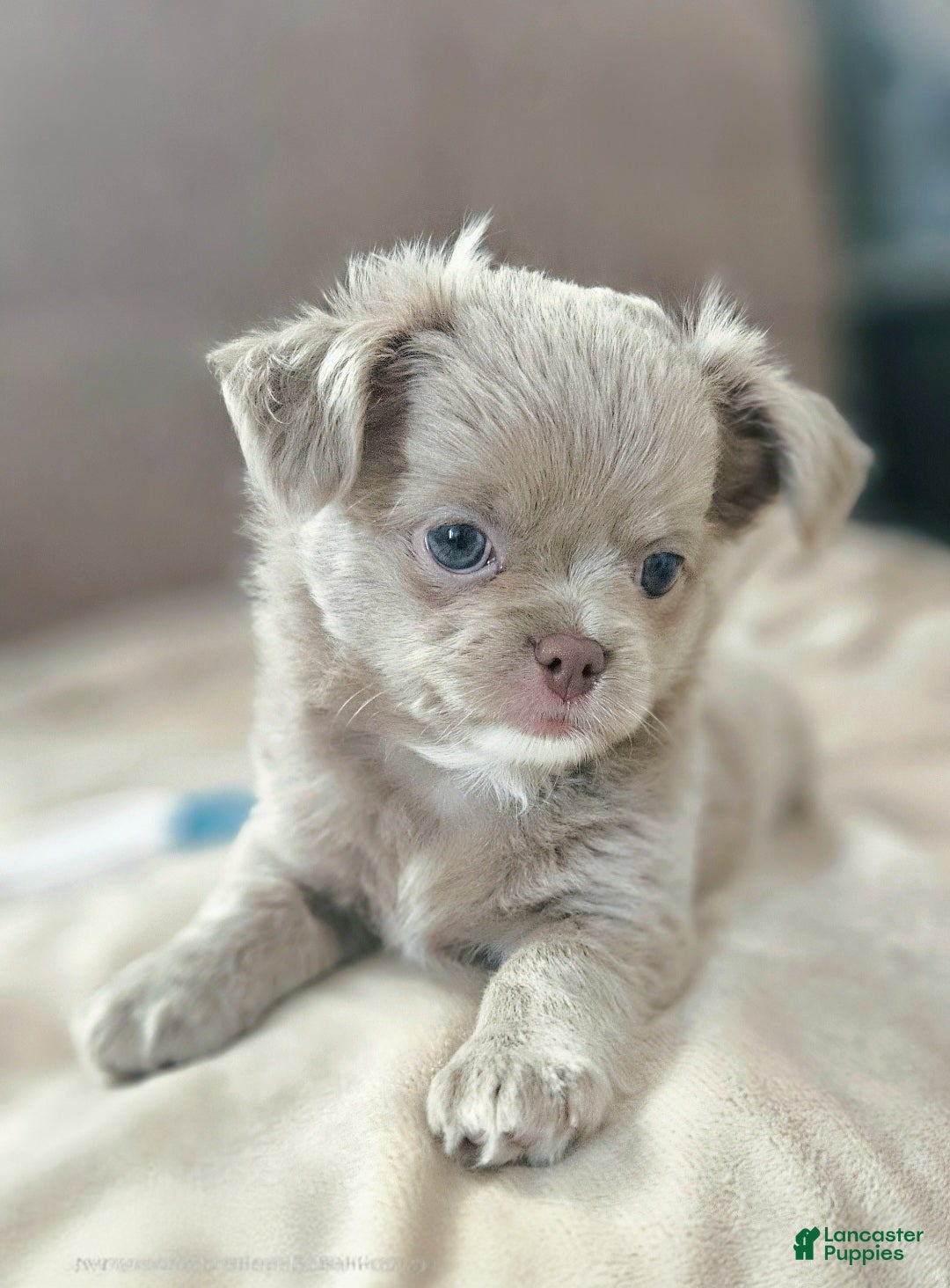 Chihuahua dogs AKC Lilac Boy #1 - Ad 1
