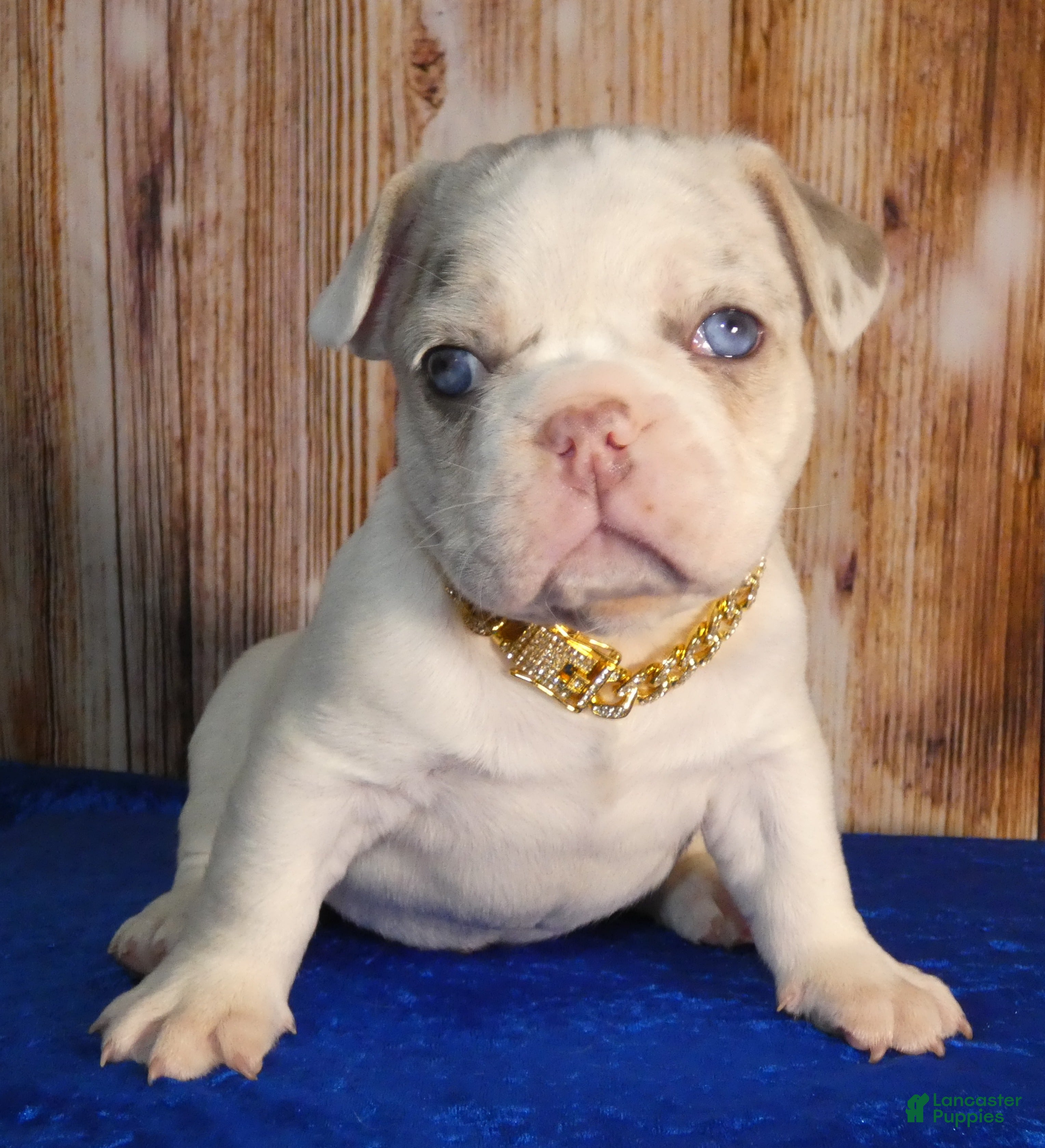 French Bulldog dogs French Bulldog 1 - Ad 2