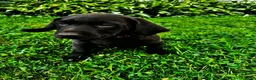 Labrador Retriever dogs for sale: Summer - Ad 3