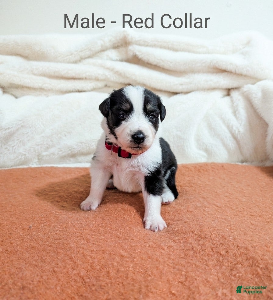 Australian Cattle Dog dogs Male- Red Collar - Ad 1