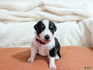 Australian Shepherd dogs for sale: Male- Red Collar - Ad 1