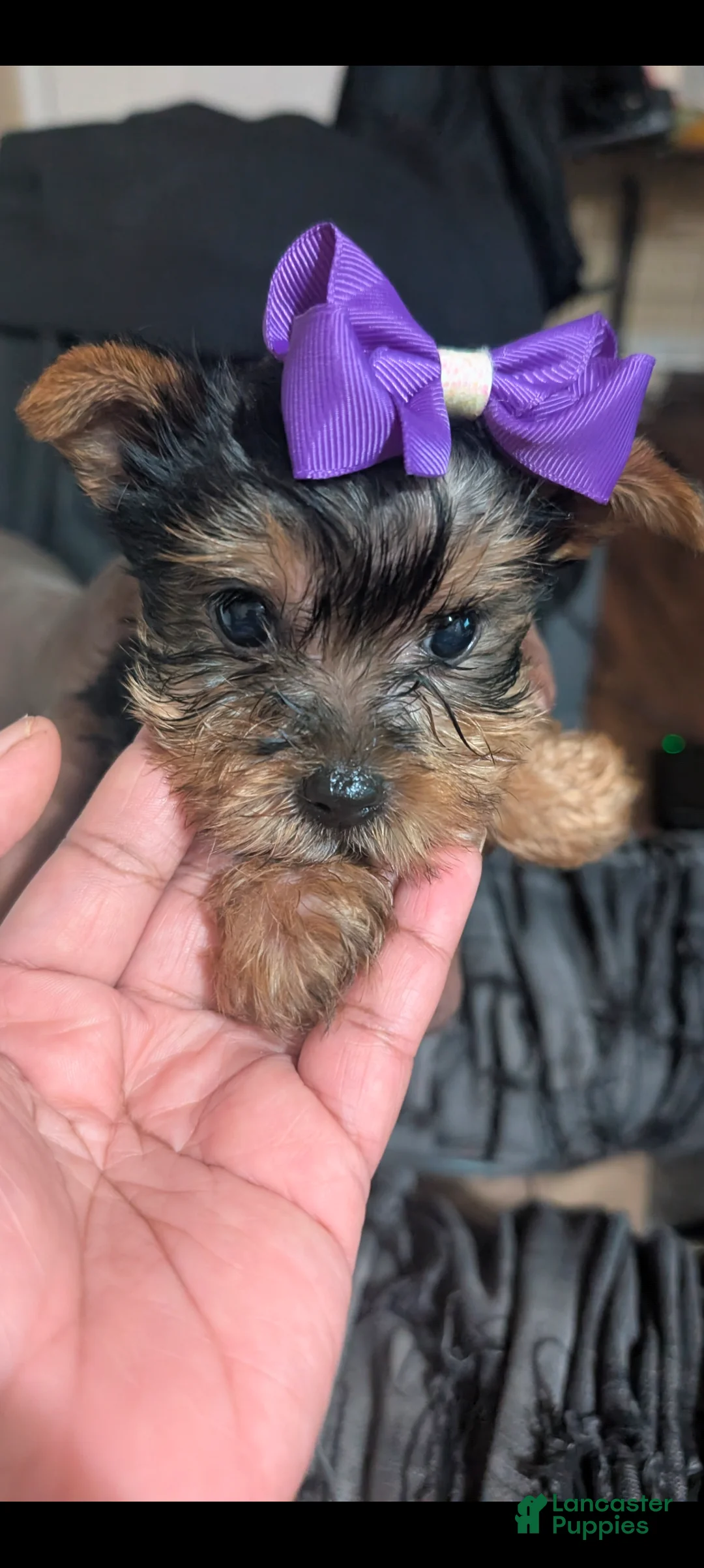 Yorkshire Terrier dogs for sale: Yorkshire Terrier Puppy 2 - Ad 2
