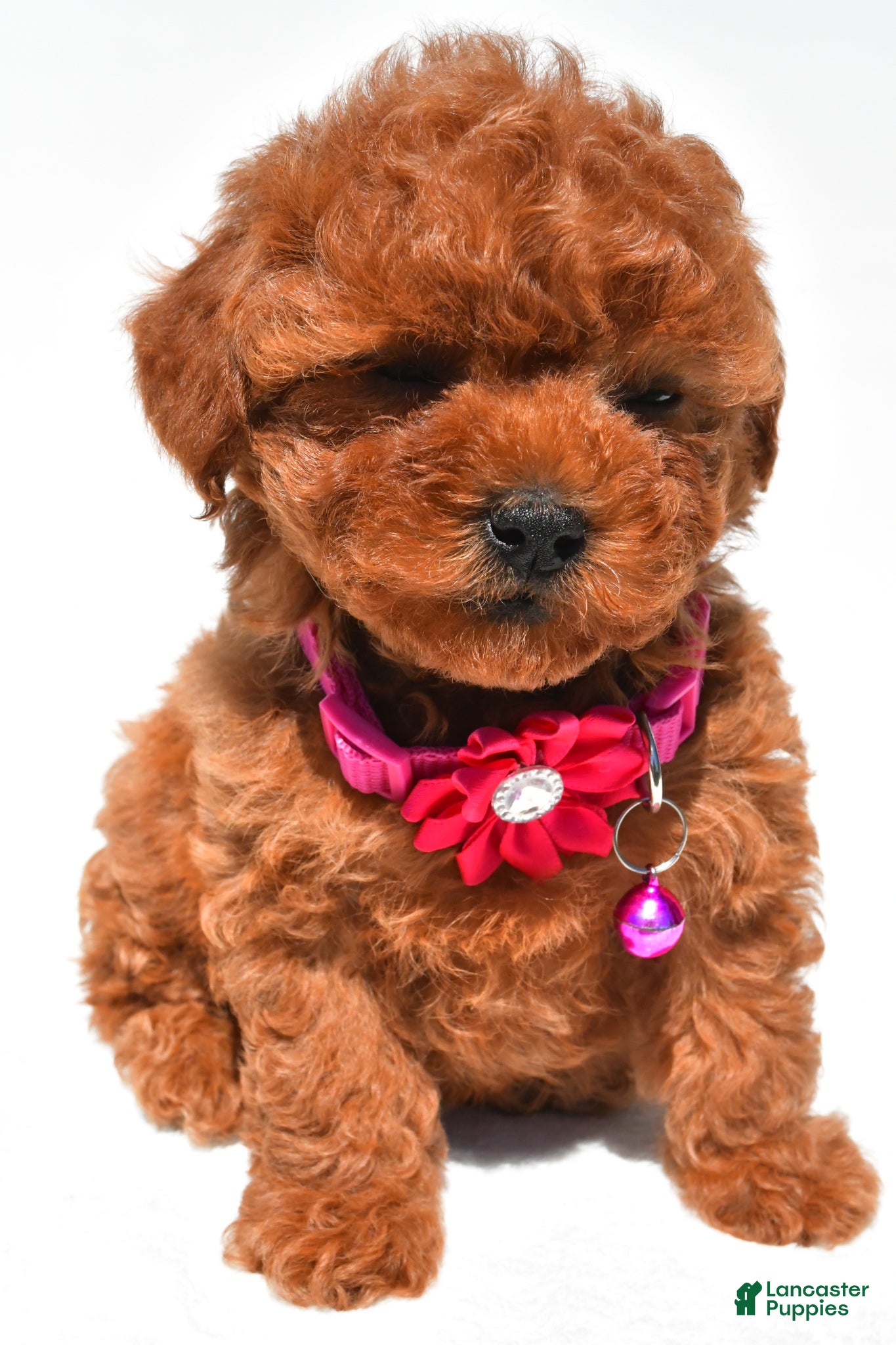 Maltipoo dogs Kara f1b - Ad 1