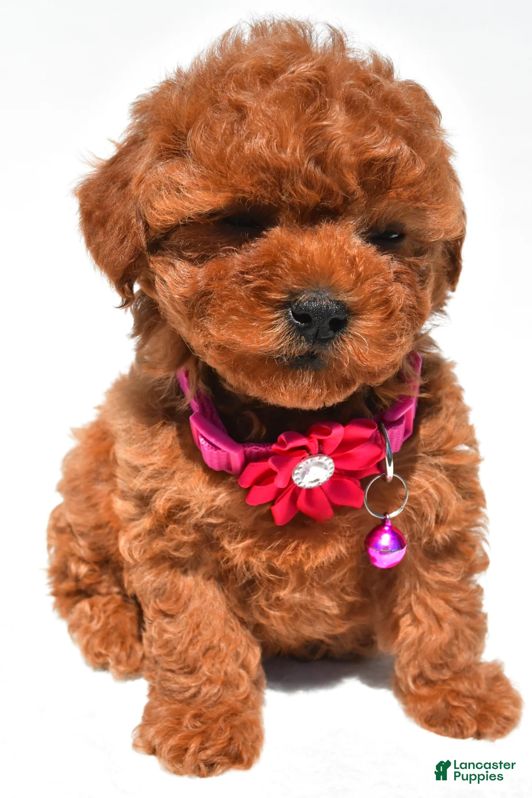 Maltipoo dogs for sale: Kara f1b - Ad 1