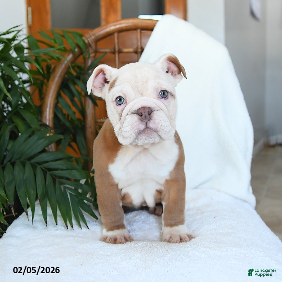 English Bulldog dogs Misty - Ad 2