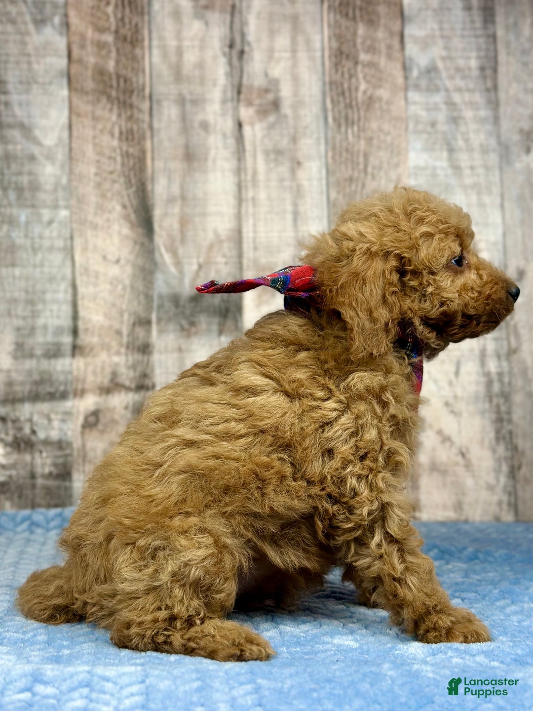 Mini Bernedoodle dogs for sale: Girl Robbin - 5113 - Ad 3