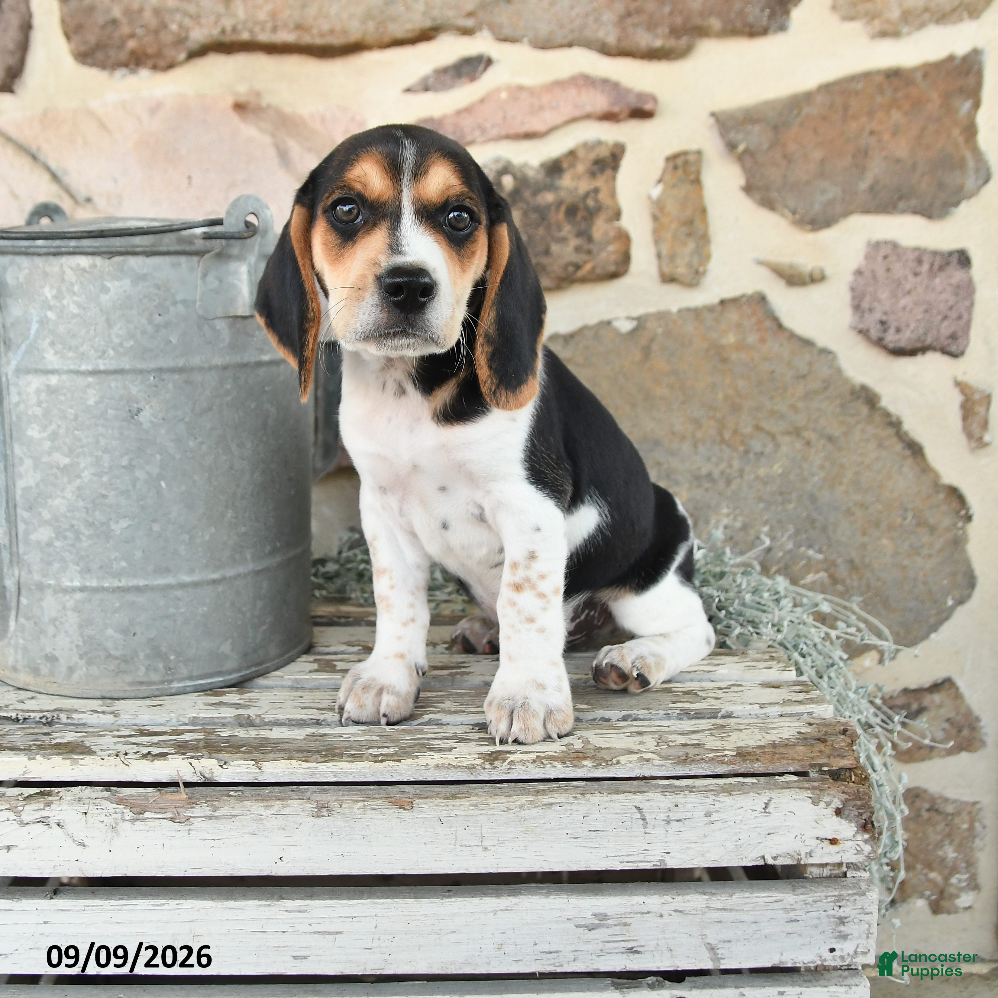 Beagle dogs Max - Ad 1