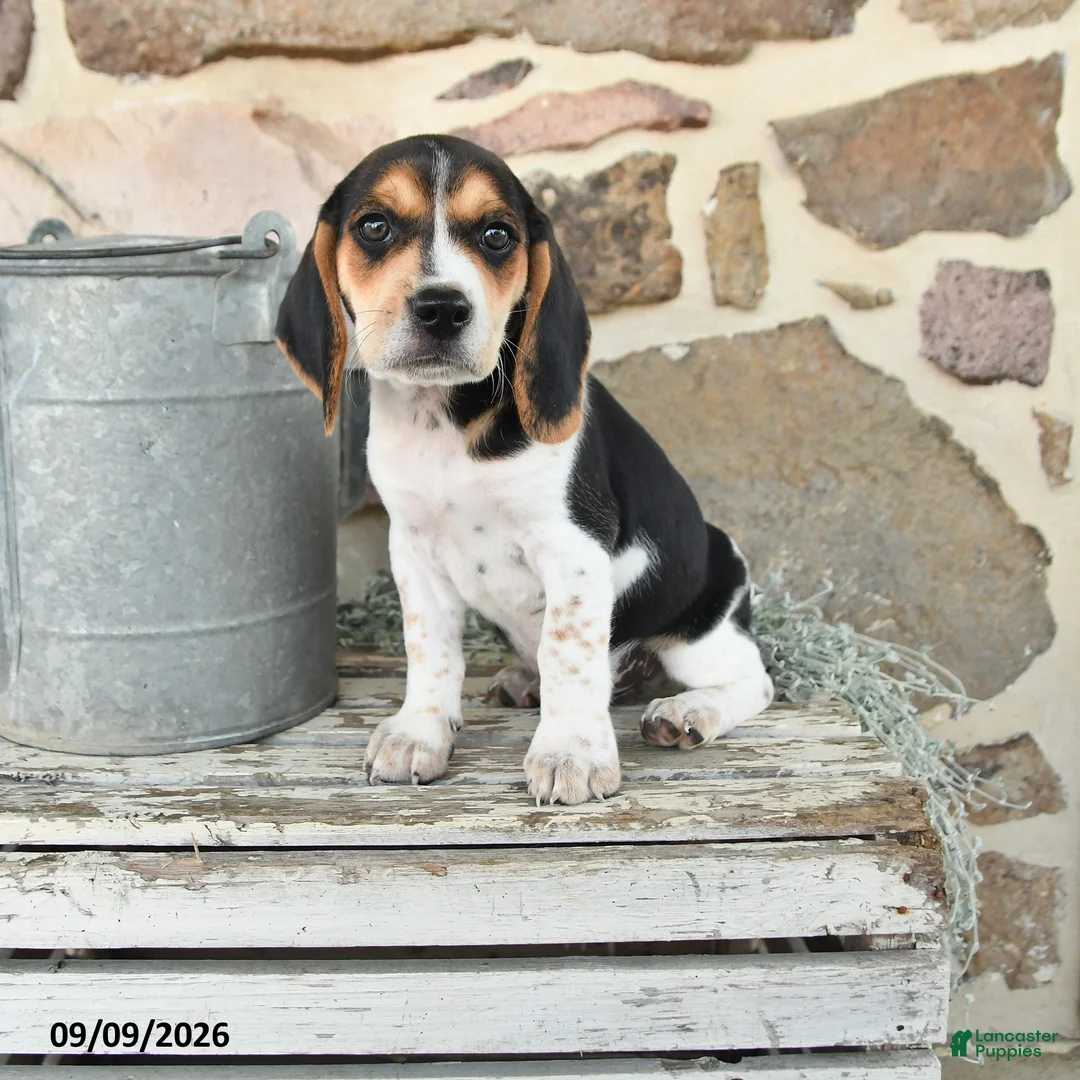 Beagle dogs for sale: Max - Ad 1