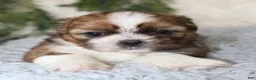 Shih Tzu dogs for sale: Puppy 1 - Ad 3