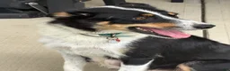 Border Collie dogs for sale: SMOKE  - Ad 5