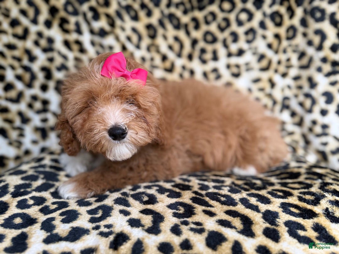 Cockapoo dogs for sale: Bonnie  - Ad 6