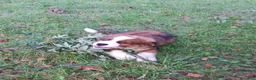 Mixed Breed dogs for sale: Marley - Ad 75