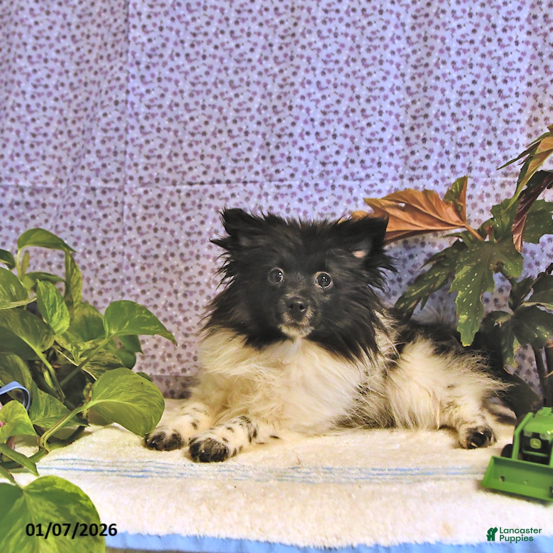 Mixed Breed dogs for sale: Dixon - Ad 4