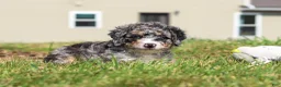 Mini Bernedoodle dogs for sale: Grace - Ad 4