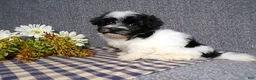 Havanese dogs for sale: Kipper - Ad 5