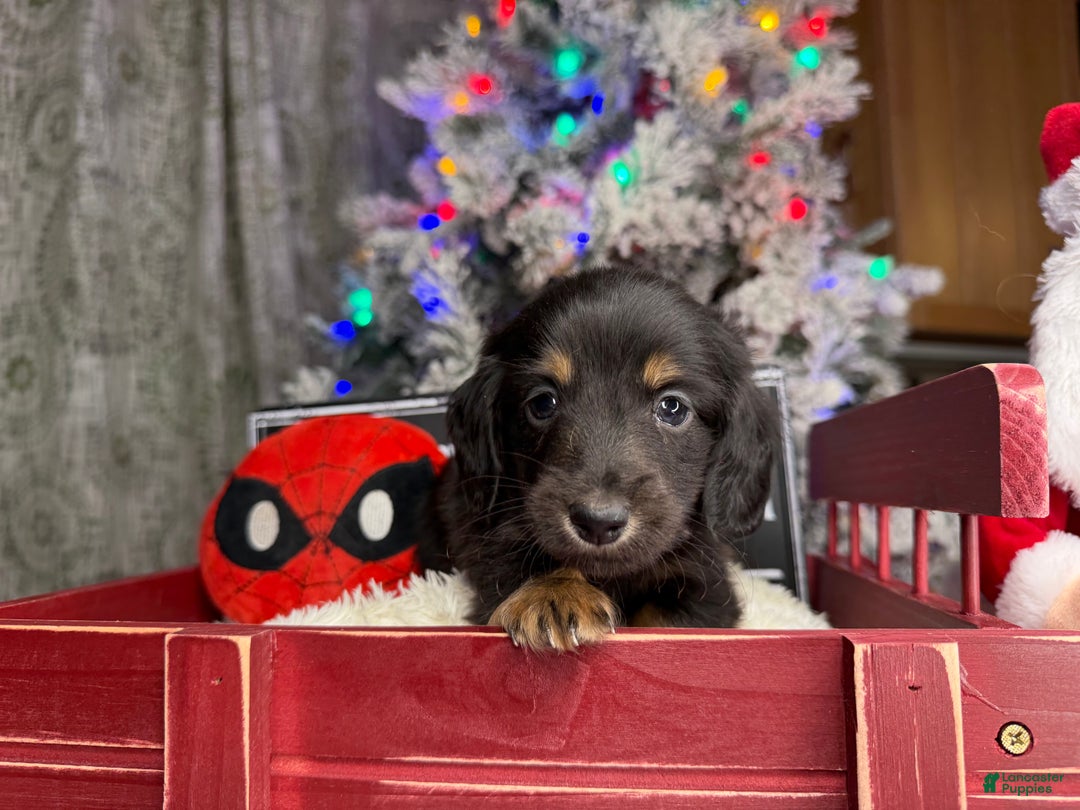 Miniature Dachshund dogs for sale: Champion Pra clear Carrie’s Cream - Ad 6