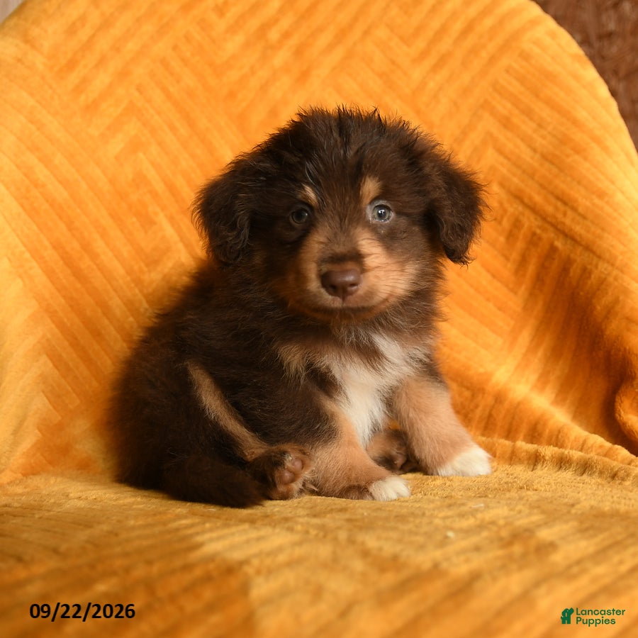 Mixed Breed dogs Milo - Ad 1