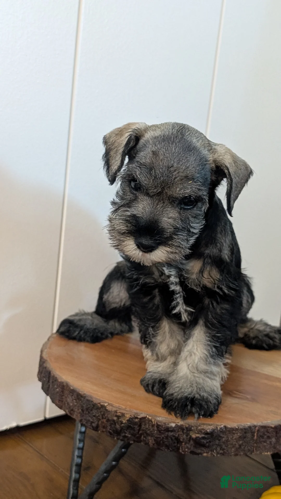 Miniature Schnauzer dogs for sale: Coco - Ad 2